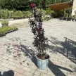 Lagerstroemia Indica 'Raspberry Sorbet' - Selyemmirtusz K15 100/120