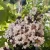 Lagerstroemia indica 'Black Diamond Blush' - Selyemmirtusz K3 30/40/60