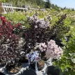 Lagerstroemia indica 'Black Diamond Blush' - Selyemmirtusz K3 30/40/60