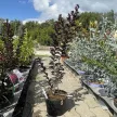 Lagerstroemia indica 'Black Diamond Blush' - Selyemmirtusz K3 30/40/60