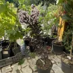 Lagerstroemia indica 'Black Diamond Blush' - Selyemmirtusz K3 30/40/60