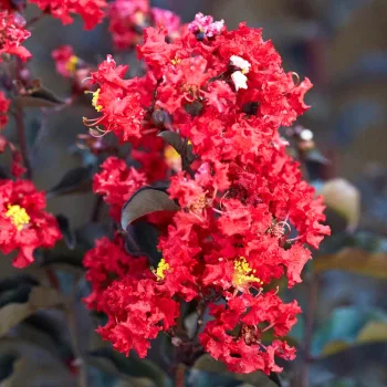 Lagerstroemia indica 