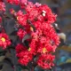 Lagerstroemia indica 