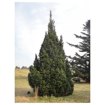 Abies alba 'Pyramidalis' - Oszlopos jegenyefenyő