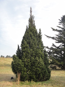 Abies alba 'Pyramidalis' - Oszlopos jegenyefenyő