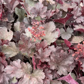 Heuchera 'Cherry Cola' - Tűzeső K1,5 15/20