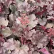 Heuchera 'Cherry Cola' - Tűzeső K1,5 15/20
