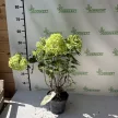 Bugás hortenzia - Hydrangea paniculata 'Little Spooky'