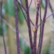 Fekete vesszejű som - Cornus alba 'Kesselringii'