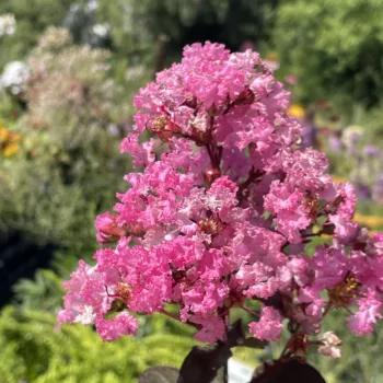   Lagerstroemia Indica 'Pink' - Selyemmirtusz K7,5 50/60