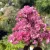 Lagerstroemia Indica 'Pink' - Selyemmirtusz K7,5 50/60