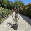 Lagerstroemia Indica 'Pink' - Selyemmirtusz K7,5 50/60