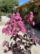 Lagerstroemia Indica 'Pink' - Selyemmirtusz K7,5 50/60