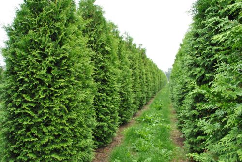 Nyugati tuja - Thuja occidentalis 'Brabant'