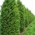Nyugati tuja - Thuja occidentalis 'Brabant'