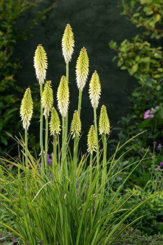 Fáklyaliliom - Kniphofia 'Ice Queen'