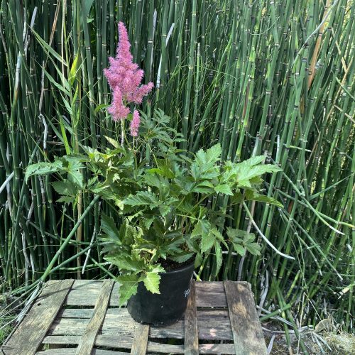 Tollbuga - Astilbe 'Elizabeth Bloom'