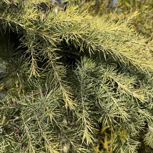 Arany himalájai cédrus - Cedrus deodara 'Golden Horizon'