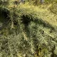 Arany himalájai cédrus - Cedrus deodara 'Golden Horizon'
