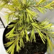 Arany himalájai cédrus - Cedrus deodara 'Golden Horizon'