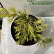Arany himalájai cédrus - Cedrus deodara 'Golden Horizon'