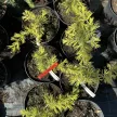 Arany himalájai cédrus - Cedrus deodara 'Golden Horizon'