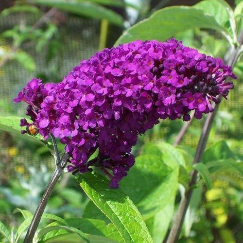 Bíborpiros nyáriorgona - Buddleja davidii 'Royal Red'