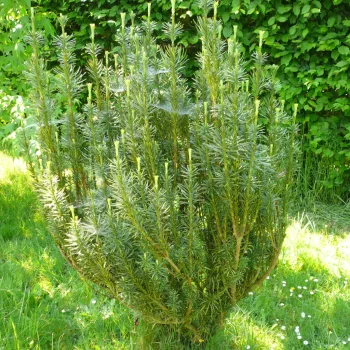   Oszlopos áltiszafa - Cephalotaxus harringtonii 'Fastigiata'