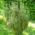 Oszlopos áltiszafa - Cephalotaxus harringtonii 'Fastigiata'