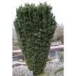 Oszlopos áltiszafa - Cephalotaxus harringtonii 'Fastigiata'