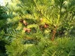 Oszlopos áltiszafa - Cephalotaxus harringtonii 'Fastigiata'