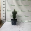 Oszlopos áltiszafa - Cephalotaxus harringtonii 'Fastigiata'