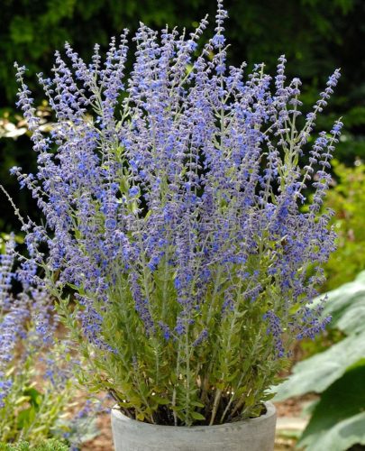 Surádzsálya - Perovskia atriplicifolia 'Little Spire'