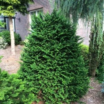   Szavária álciprus - Chamaecyparis pisifera 'Teddy Bear'