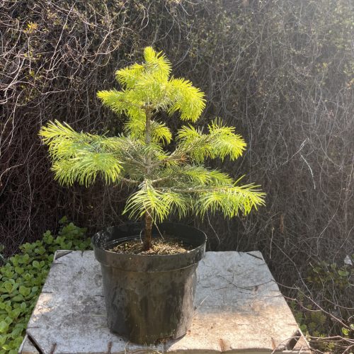 Kolorádói jegenyefenyő - Abies concolor