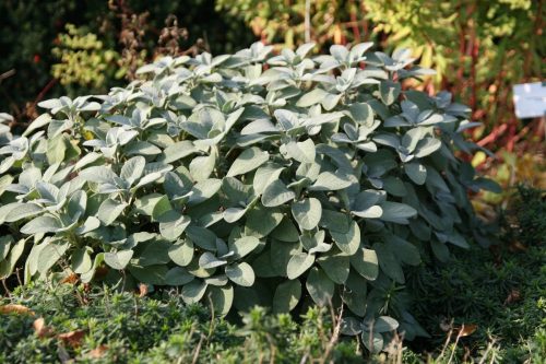 Orvosi zsálya - Salvia officinalis 'Berggarten'