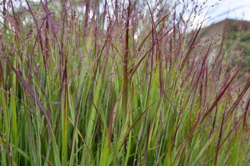 Vesszős köles - Panicum virgatum 'Shenandoah'