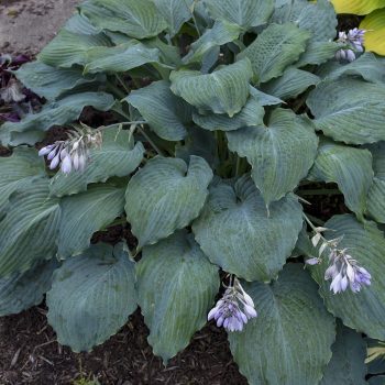 Árnyékliliom - Hosta Shadowland 'Diamond Lake'