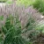 Lilásbarna tollborzfű  - Pennisetum alopecuroides 'Moudry'