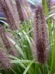 Lilásbarna tollborzfű  - Pennisetum alopecuroides 'Moudry'