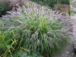 Lilásbarna tollborzfű  - Pennisetum alopecuroides 'Moudry'