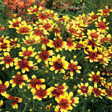 Menyecskeszem - Coreopsis grandiflora 'Bengal Tiger'