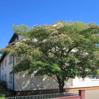 Selyemakác - Albizia julibrissin