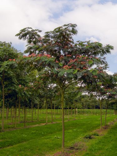 Selyemakác - Albizia julibrissin