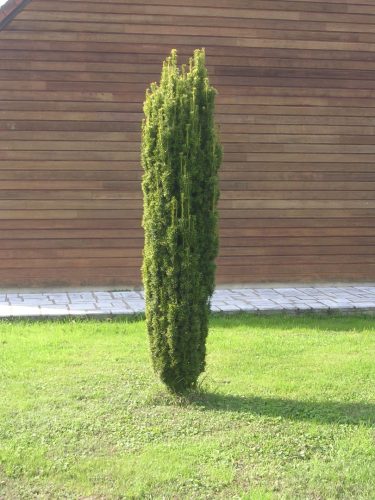 Oszlopos tiszafa - Taxus baccata 'Lakatos'