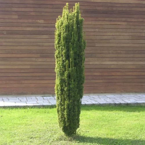 Oszlopos tiszafa - Taxus baccata 'Lakatos' K3 20/40