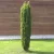 Oszlopos tiszafa - Taxus baccata 'Lakatos'