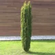 Oszlopos tiszafa - Taxus baccata 'Lakatos' K3 20/40