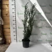 Oszlopos tiszafa - Taxus baccata 'Lakatos'