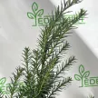 Oszlopos tiszafa - Taxus baccata 'Lakatos'